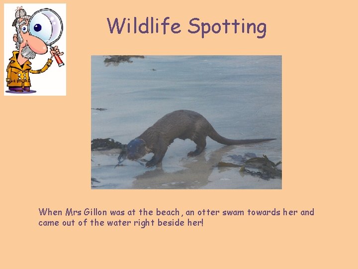 Wildlife Spotting When Mrs Gillon was at the beach, an otter swam towards her