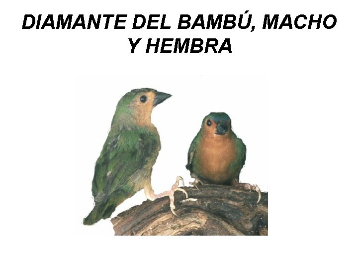 DIAMANTE DEL BAMBÚ, MACHO Y HEMBRA 