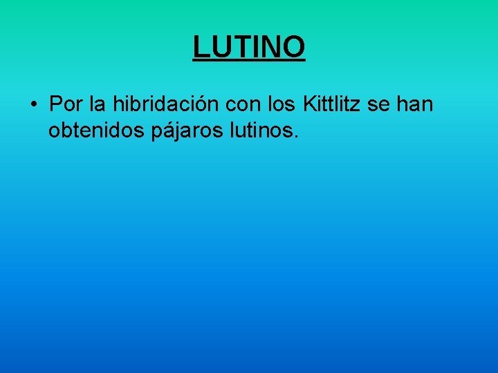 LUTINO • Por la hibridación con los Kittlitz se han obtenidos pájaros lutinos. 