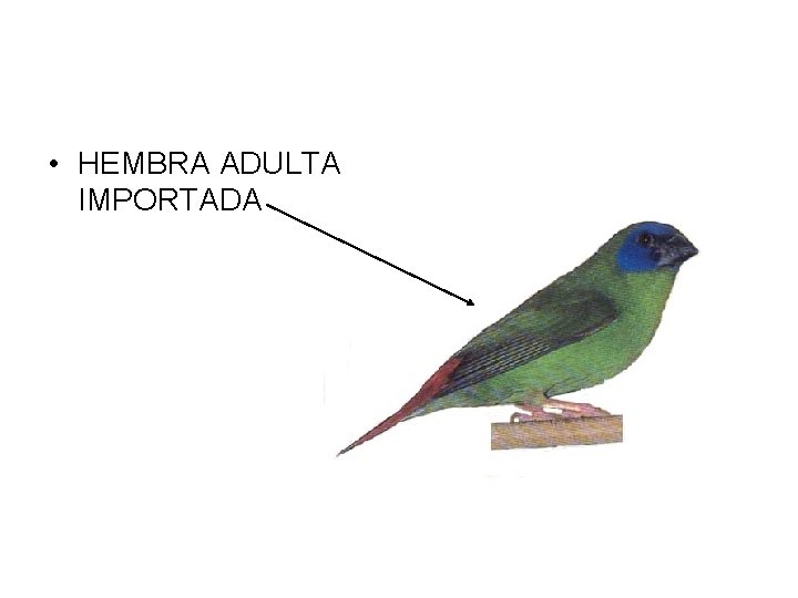  • HEMBRA ADULTA IMPORTADA 