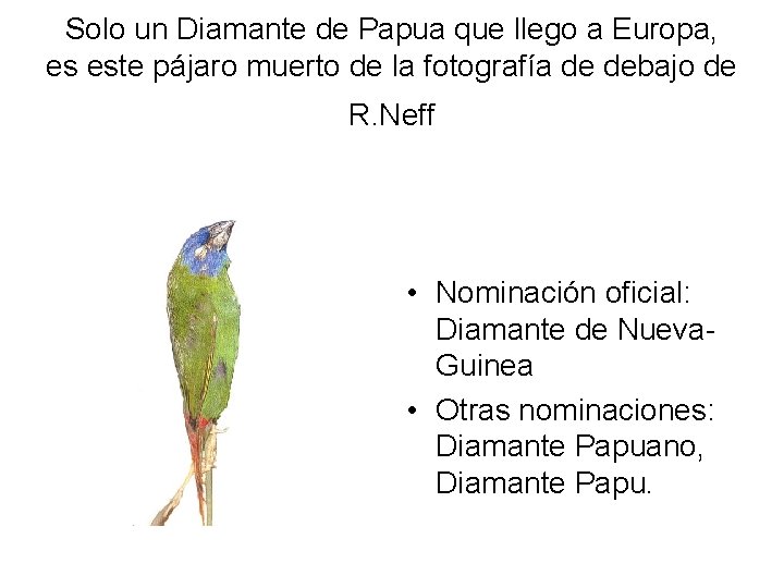 Solo un Diamante de Papua que llego a Europa, es este pájaro muerto de