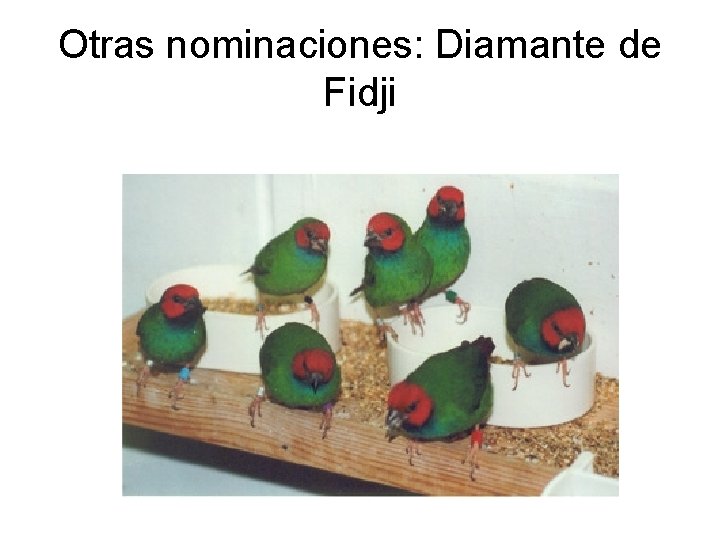 Otras nominaciones: Diamante de Fidji 