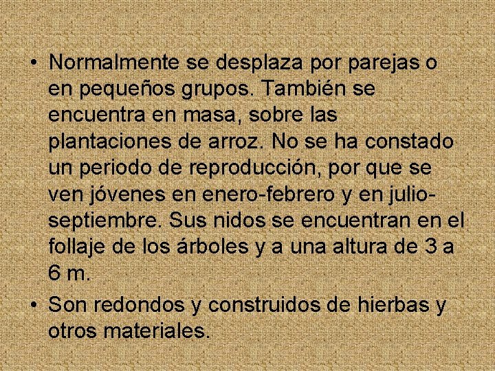  • Normalmente se desplaza por parejas o en pequeños grupos. También se encuentra