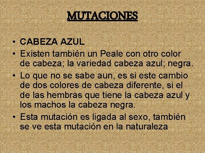 MUTACIONES • CABEZA AZUL • Existen también un Peale con otro color de cabeza;