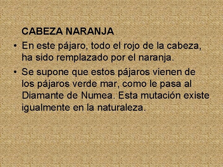 CABEZA NARANJA • En este pájaro, todo el rojo de la cabeza, ha sido