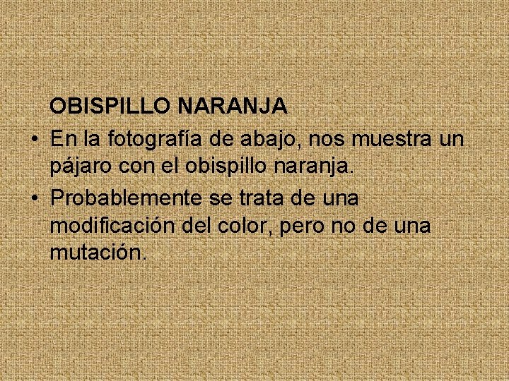 OBISPILLO NARANJA • En la fotografía de abajo, nos muestra un pájaro con el