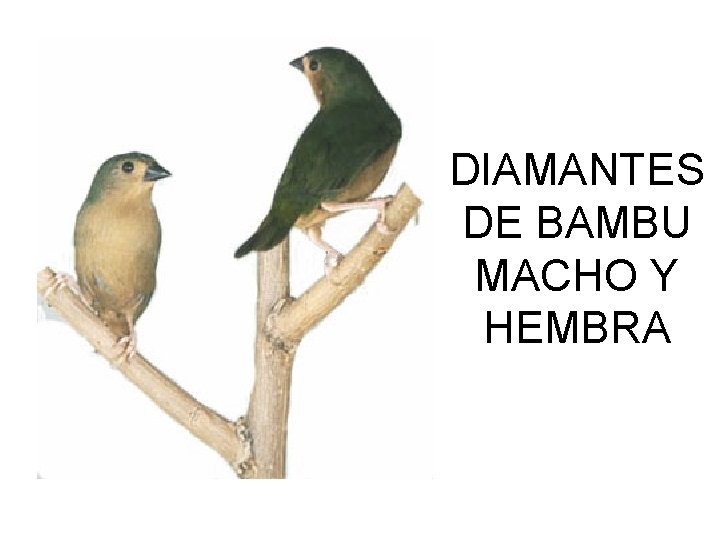 DIAMANTES DE BAMBU MACHO Y HEMBRA 