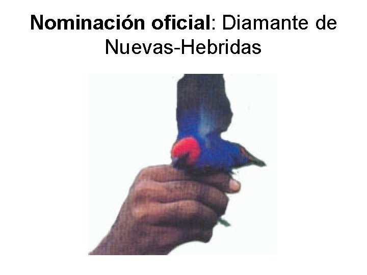 Nominación oficial: Diamante de Nuevas-Hebridas 