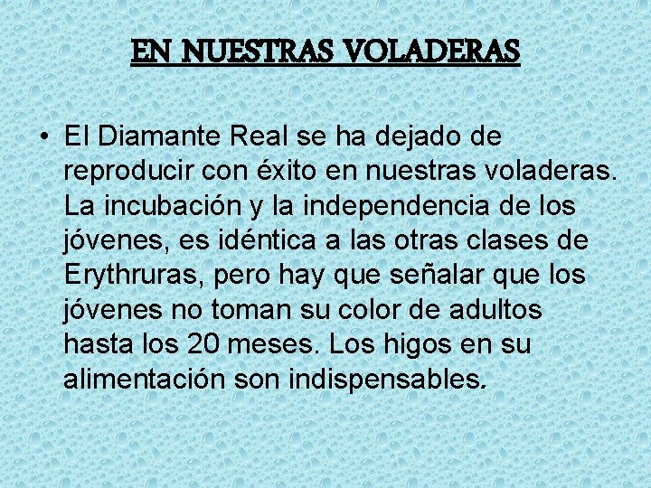 EN NUESTRAS VOLADERAS • El Diamante Real se ha dejado de reproducir con éxito