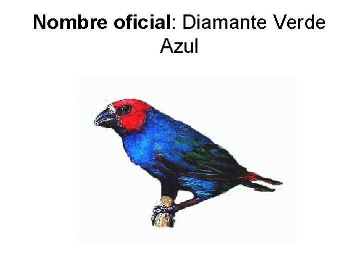 Nombre oficial: Diamante Verde Azul 