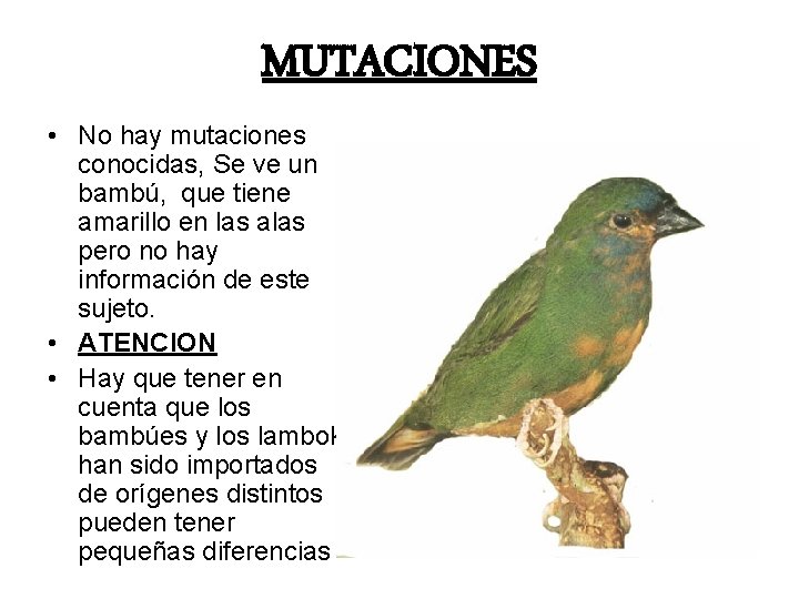 MUTACIONES • No hay mutaciones conocidas, Se ve un bambú, que tiene amarillo en