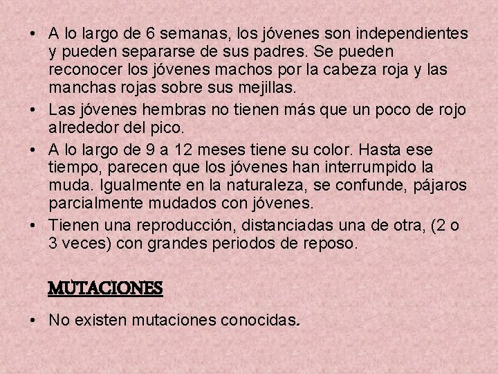  • A lo largo de 6 semanas, los jóvenes son independientes y pueden