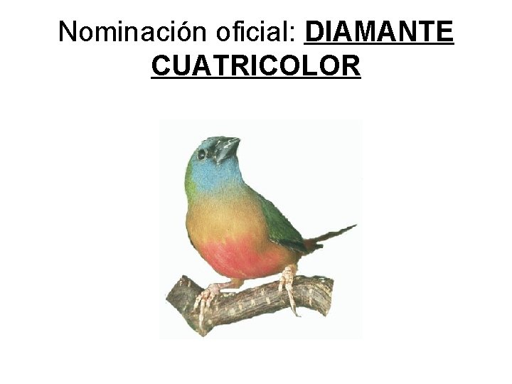 Nominación oficial: DIAMANTE CUATRICOLOR 