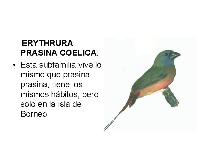 ERYTHRURA PRASINA COELICA. • Esta subfamilia vive lo mismo que prasina, tiene los mismos