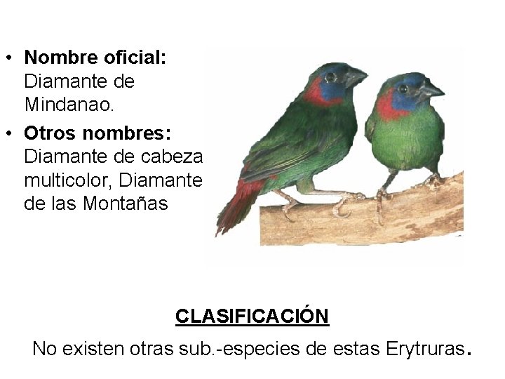  • Nombre oficial: Diamante de Mindanao. • Otros nombres: Diamante de cabeza multicolor,