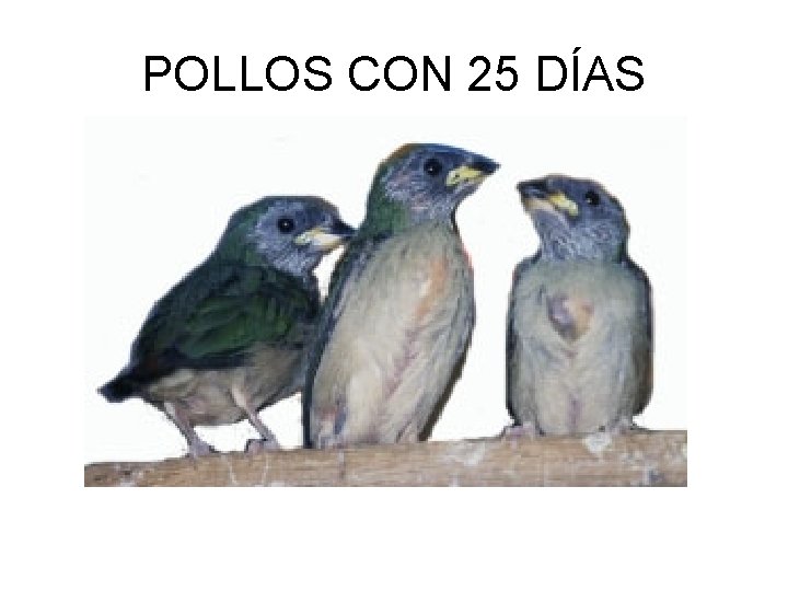 POLLOS CON 25 DÍAS 