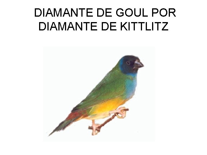 DIAMANTE DE GOUL POR DIAMANTE DE KITTLITZ 