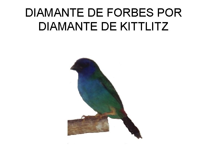 DIAMANTE DE FORBES POR DIAMANTE DE KITTLITZ 