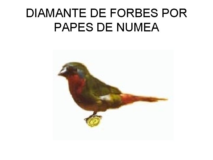 DIAMANTE DE FORBES POR PAPES DE NUMEA 