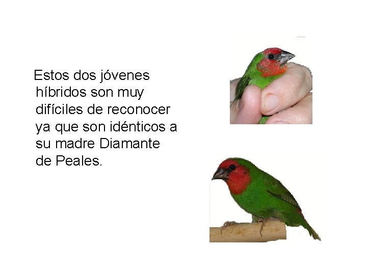 Estos dos jóvenes híbridos son muy difíciles de reconocer ya que son idénticos a
