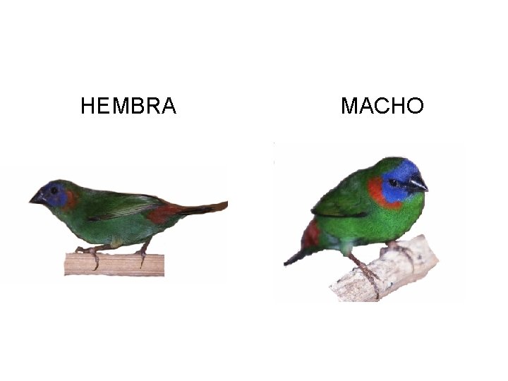 HEMBRA MACHO 