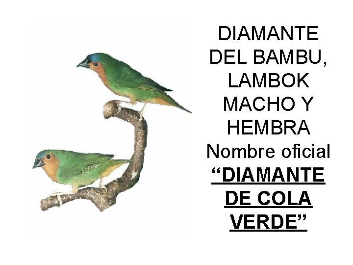 DIAMANTE DEL BAMBU, LAMBOK MACHO Y HEMBRA Nombre oficial “DIAMANTE DE COLA VERDE” 