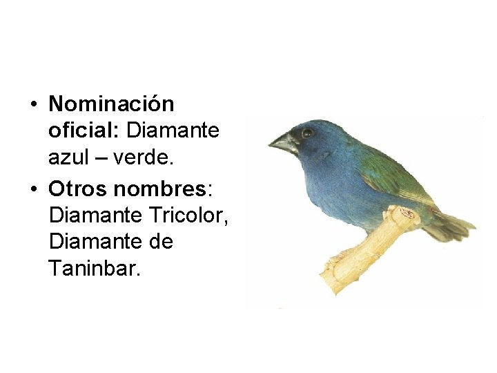  • Nominación oficial: Diamante azul – verde. • Otros nombres: Diamante Tricolor, Diamante