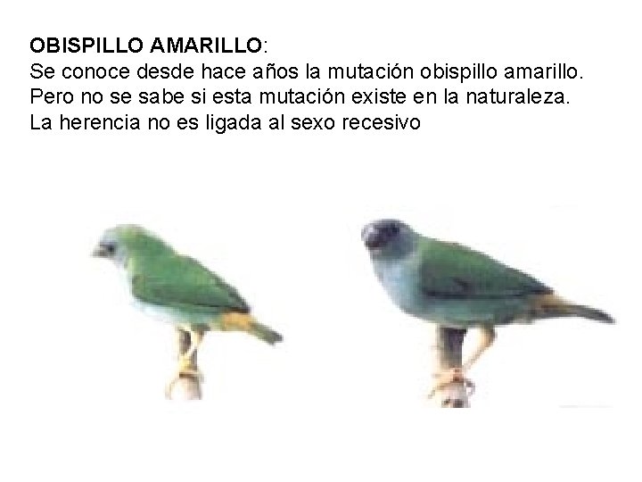 OBISPILLO AMARILLO: Se conoce desde hace años la mutación obispillo amarillo. Pero no se