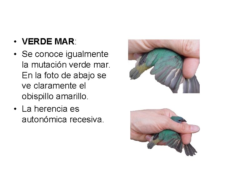  • VERDE MAR: • Se conoce igualmente la mutación verde mar. En la