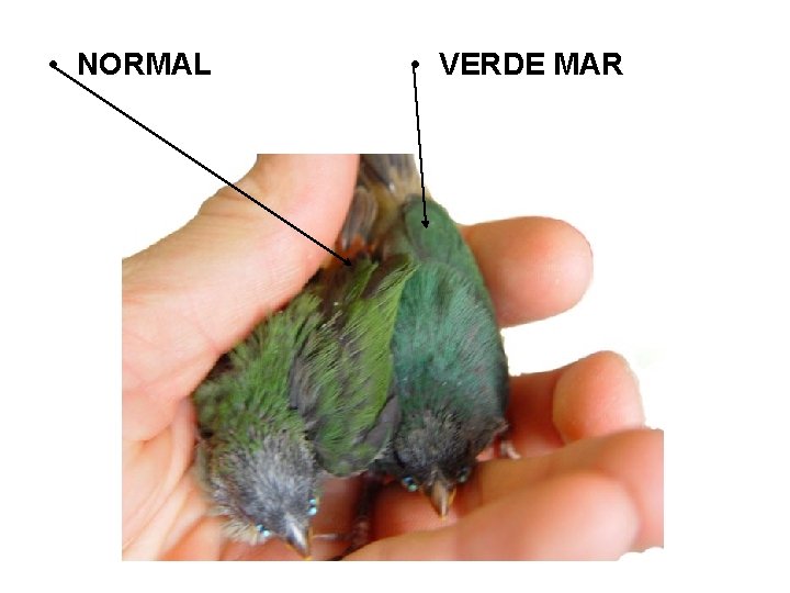  • NORMAL • VERDE MAR 