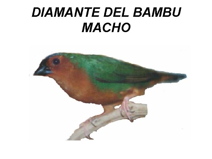 DIAMANTE DEL BAMBU MACHO 