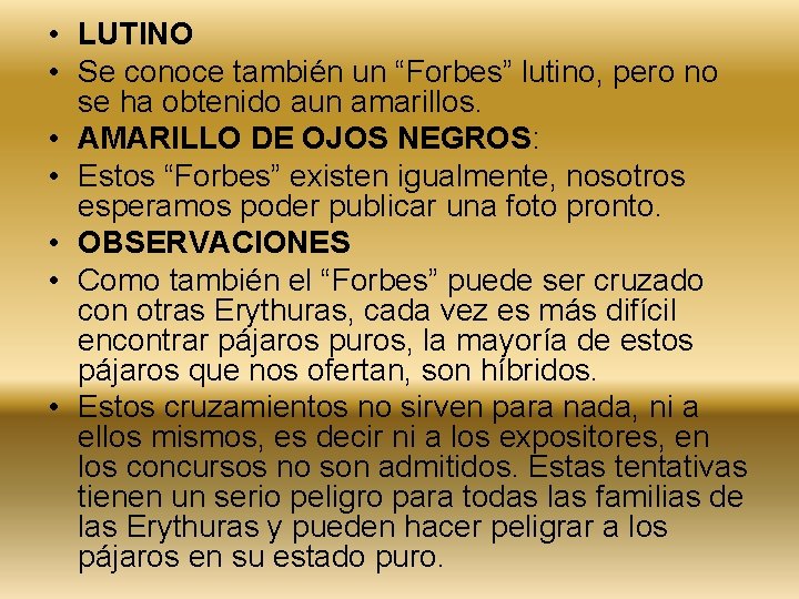  • LUTINO • Se conoce también un “Forbes” lutino, pero no se ha