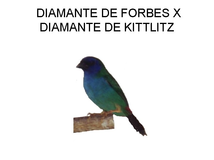 DIAMANTE DE FORBES X DIAMANTE DE KITTLITZ 