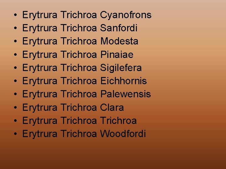  • • • Erytrura Trichroa Cyanofrons Erytrura Trichroa Sanfordi Erytrura Trichroa Modesta Erytrura