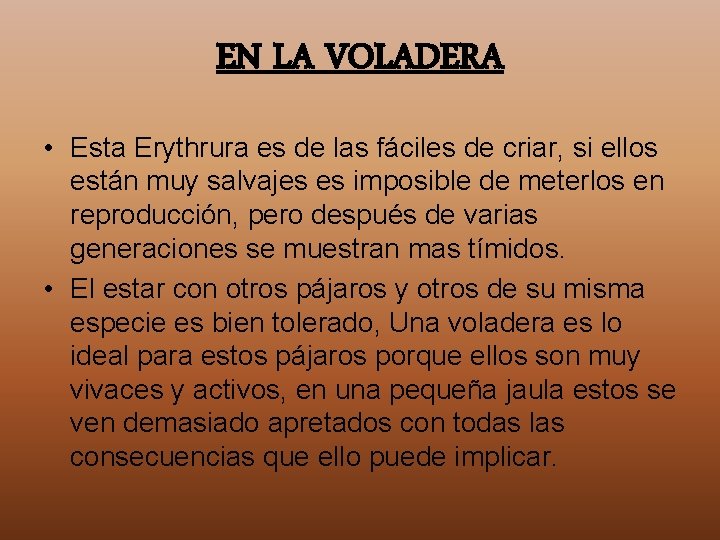 EN LA VOLADERA • Esta Erythrura es de las fáciles de criar, si ellos