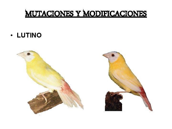 MUTACIONES Y MODIFICACIONES • LUTINO 