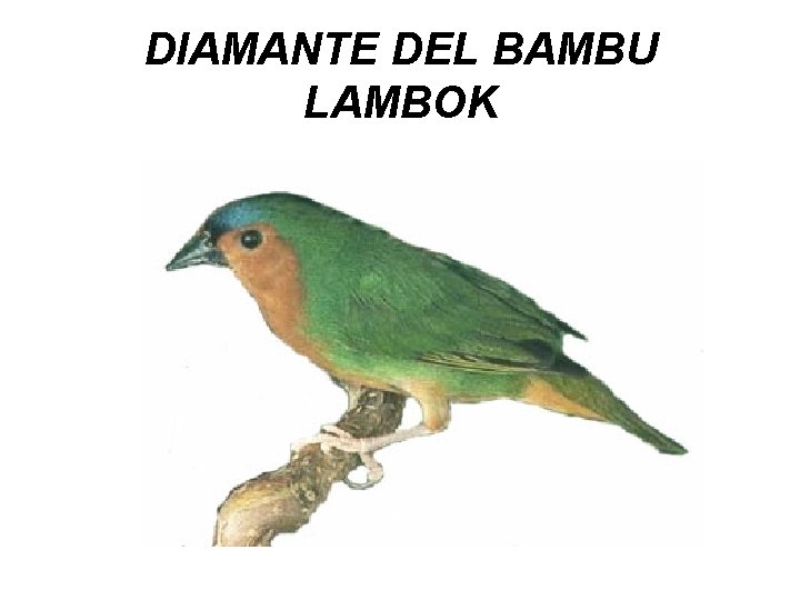 DIAMANTE DEL BAMBU LAMBOK 