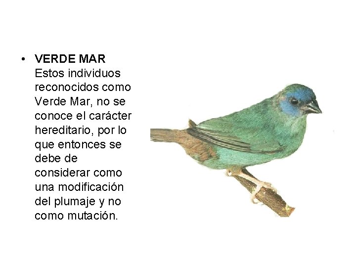  • VERDE MAR Estos individuos reconocidos como Verde Mar, no se conoce el