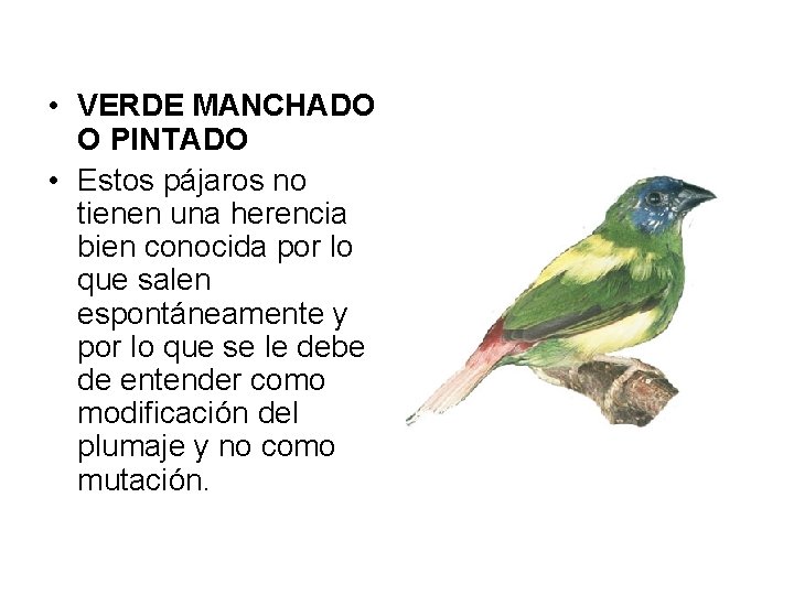  • VERDE MANCHADO O PINTADO • Estos pájaros no tienen una herencia bien