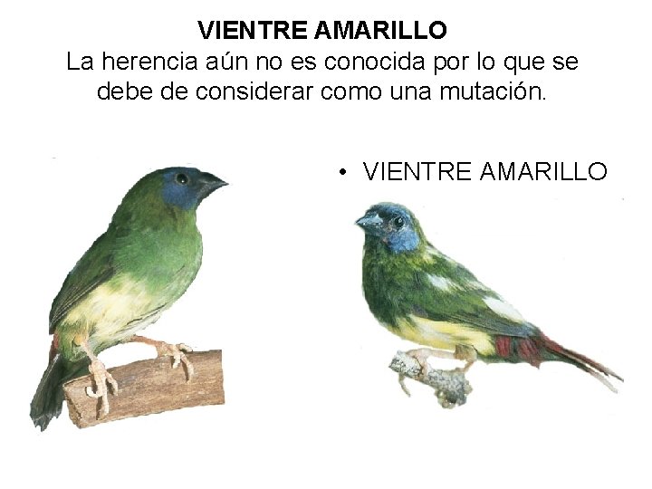 VIENTRE AMARILLO La herencia aún no es conocida por lo que se debe de