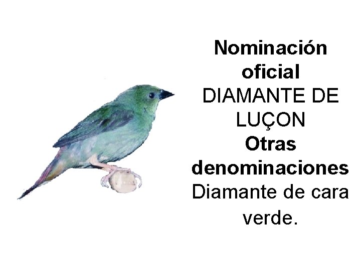 Nominación oficial DIAMANTE DE LUÇON Otras denominaciones Diamante de cara verde. 