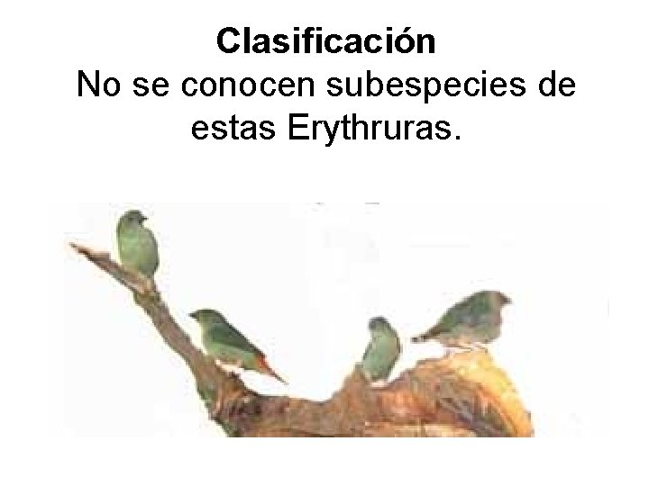 Clasificación No se conocen subespecies de estas Erythruras. 