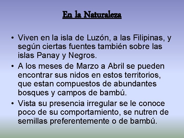 En la Naturaleza • Viven en la isla de Luzón, a las Filipinas, y