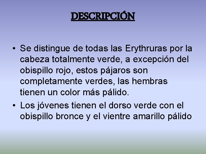 DESCRIPCIÓN • Se distingue de todas las Erythruras por la cabeza totalmente verde, a