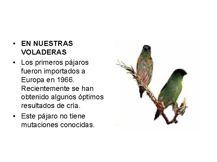  • EN NUESTRAS VOLADERAS • Los primeros pájaros fueron importados a Europa en