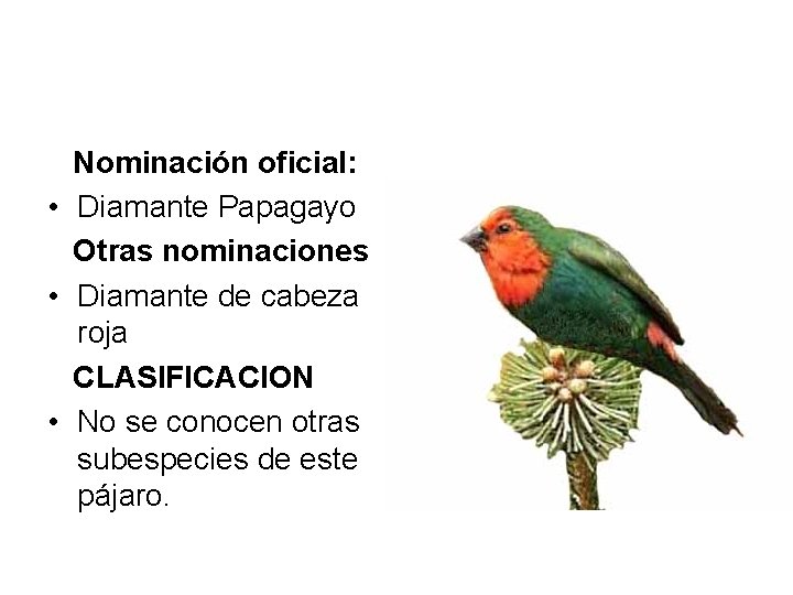 Nominación oficial: • Diamante Papagayo Otras nominaciones • Diamante de cabeza roja CLASIFICACION •