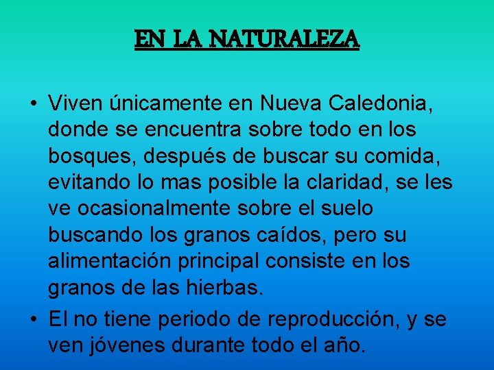 EN LA NATURALEZA • Viven únicamente en Nueva Caledonia, donde se encuentra sobre todo