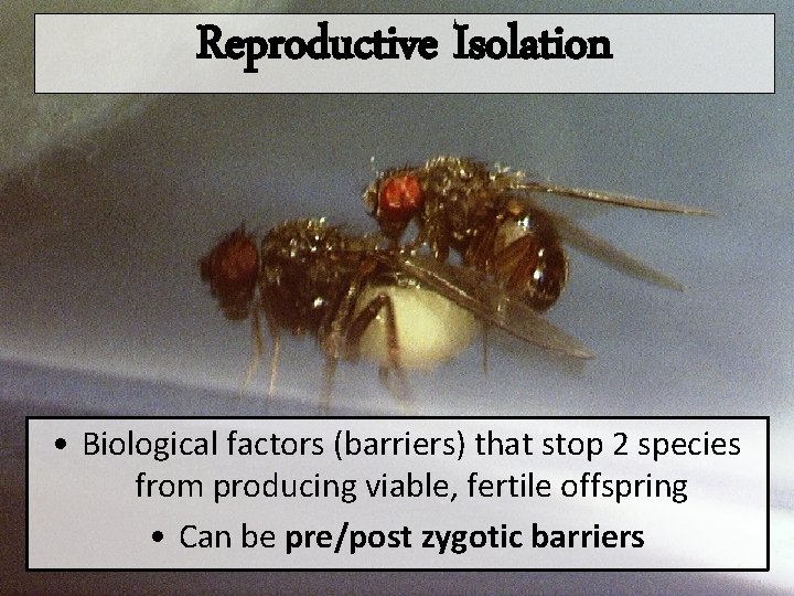 Reproductive Isolation • Biological factors (barriers) that stop 2 species from producing viable, fertile