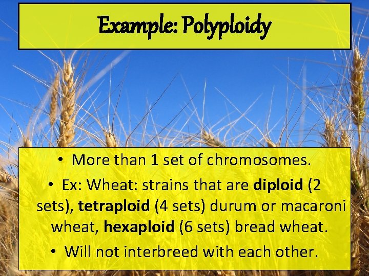 Example: Polyploidy • More than 1 set of chromosomes. • Ex: Wheat: strains that
