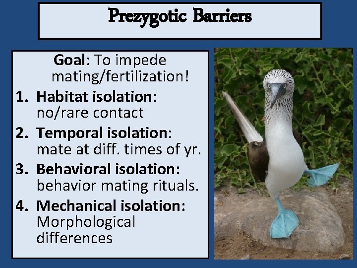 Prezygotic Barriers 1. 2. 3. 4. Goal: To impede mating/fertilization! Habitat isolation: no/rare contact